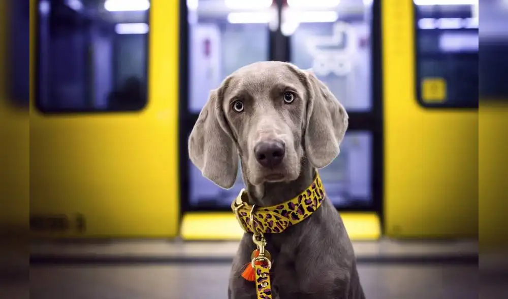 Otros animales ya habían probado capacidades del mismo tipo, pero con un entrenamiento previo. Foto: Difusión.