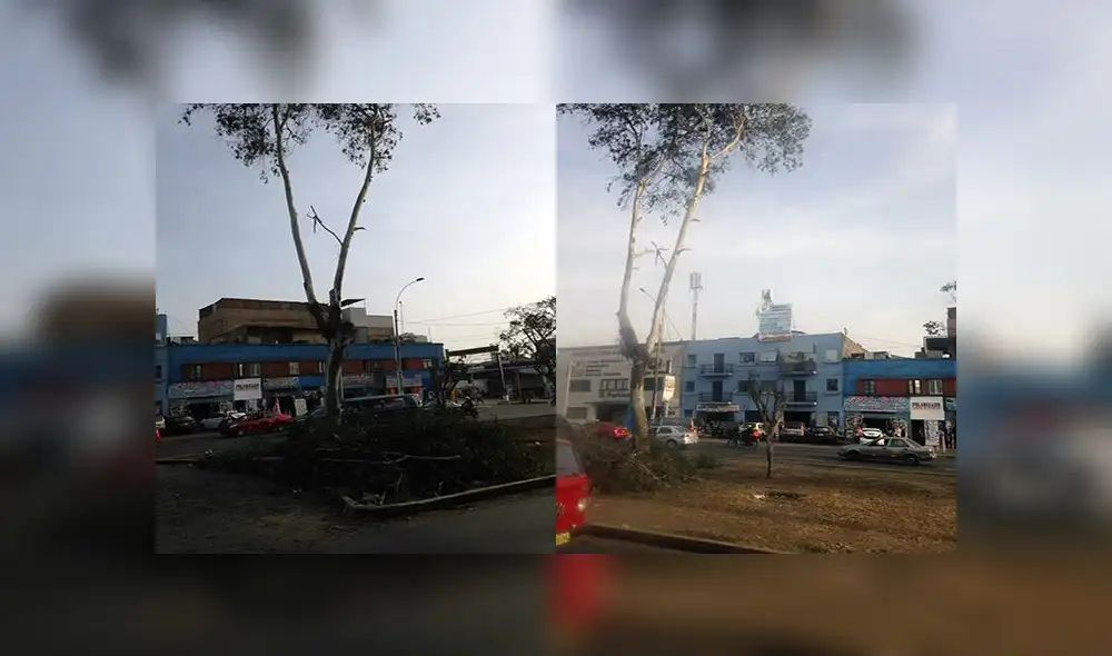 La Victoria: cuestionan excesiva poda en árboles de la Av. México
