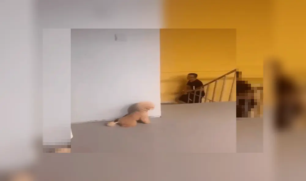 Perros que son captados ‘planeando’ asustar a su dueño con insólito truco remecen las redes [VIDEO]