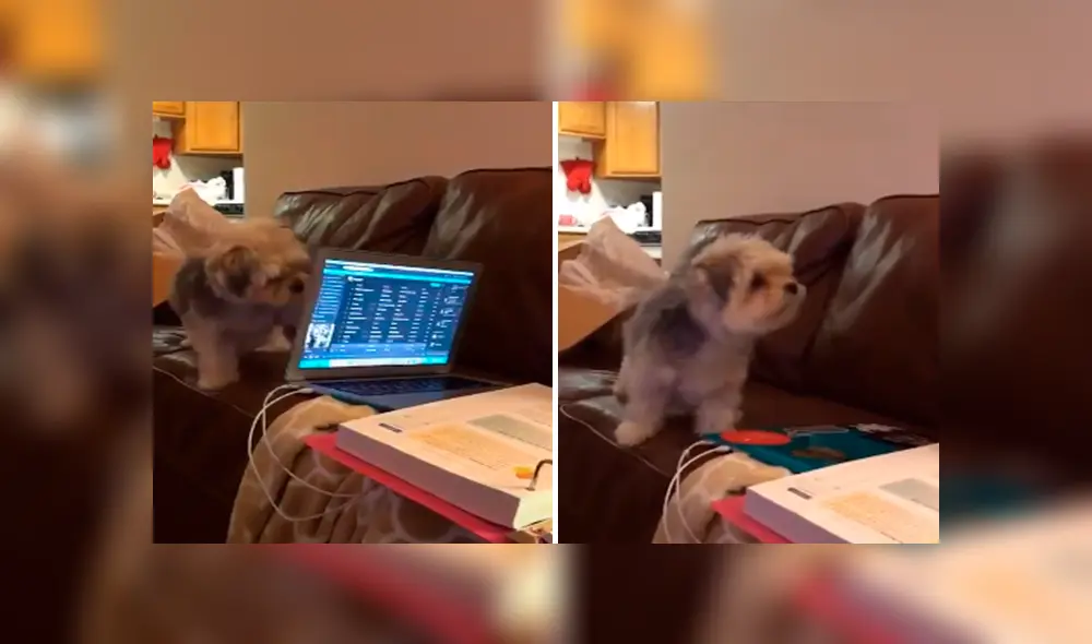 Desliza las imágenes para apreciar el furioso comportamiento de un perro al percatarse que su dueña lo estaba ignorando. Desliza las imágenes para apreciar el furioso comportamiento de un perro al percatarse que su dueña lo estaba ignorando.