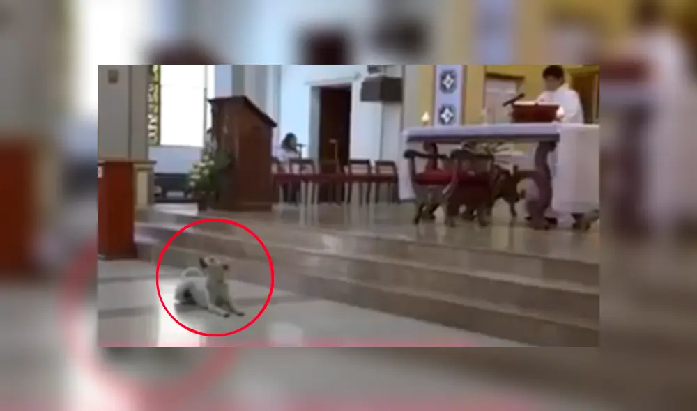 Perro se unió al ferviente canto de un coro parroquial y se robó el show frente a decenas de fieles Perro se unió al ferviente canto de un coro parroquial y se robó el show frente a decenas de fieles