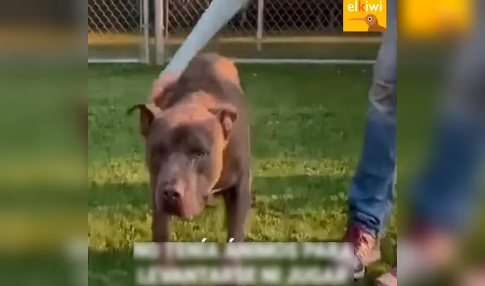 Desliza hacia la izquierda para ver las conmovedoras imágenes de un perro al ser abandonado en un albergue. Foto. captura de YouTube