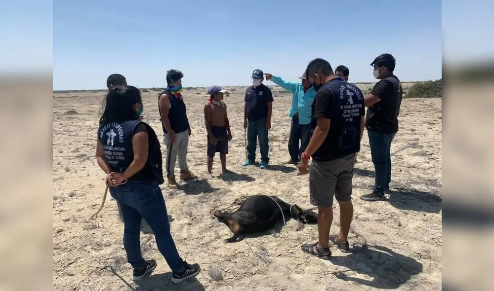 Durante patrullaje ronderos capturaron a abigeos Durante patrullaje ronderos capturaron a abigeos
