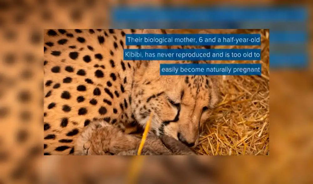 Desliza para ver las fotos compartidas en YouTube. Foto: captura.