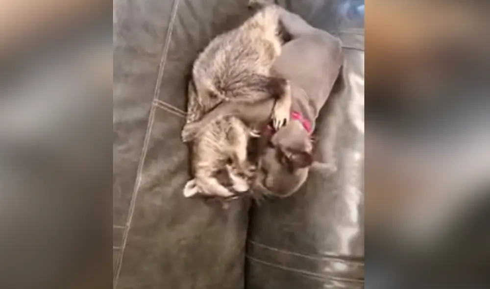 Desliza hacia la izquierda para ver las imágenes del video viral. Foto: captura de YouTube.