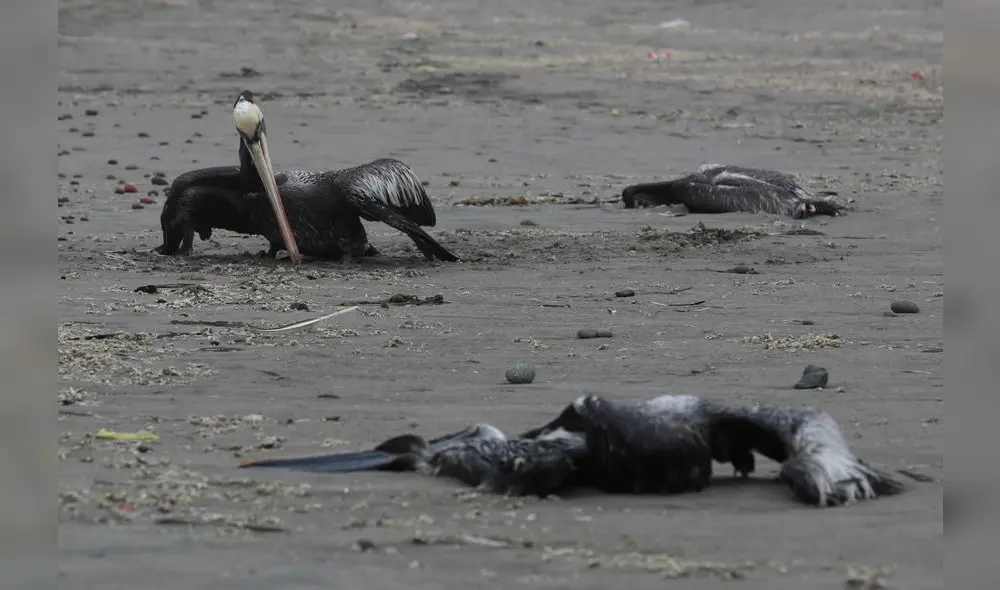 AME7298. LIMA (PERÚ), 01/12/2022.- Pelícanos y otras aves marinas yacen muertas hoy a lo largo de un kilómetro en la playa Conchán, al sur de Lima (Perú). El Servicio Nacional de Sanidad Agraria de Perú (Senasa) anunció que activó un cerco epidemiológico en la región de norteña de Lambayeque para controlar el primer brote de gripe aviar tipificada como "Influenza A H5N1" detectado en una finca de crianza de aves. Perú declaró una alerta sanitaria el pasado 24 de noviembre por 180 días en todo el territorio nacional ante la presencia de este tipo de influenza aviar altamente patógena, que, hasta el momento, solo se había registrado en pelícanos. EFE/ Paolo Aguilar
