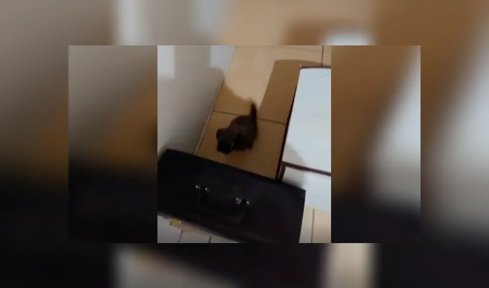 Desliza las imágenes para conocer el conmovedor comportamiento de un perro bebé para evitar que su dueño se vaya de casa.