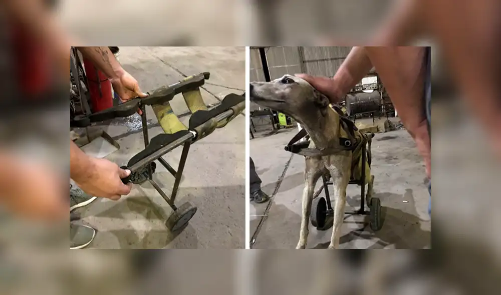 Desliza las imágenes hacia la izquierda para conocer la noble labor de unos jóvenes para salvar a un perro callejero.