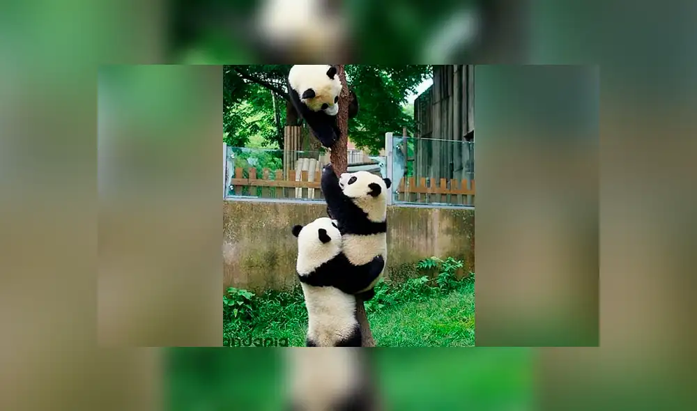 Instagram: traviesos pandas hacen lo imposible para pedirle a su cuidadora que los alimente [FOTOS]