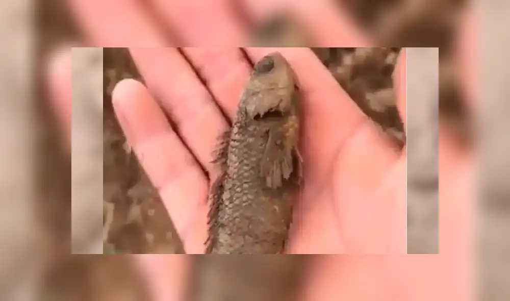 Facebook viral: Poblador encuentra pez 'moribundo' en la tierra, lo agarra y sucede lo impensado [VIDEO]