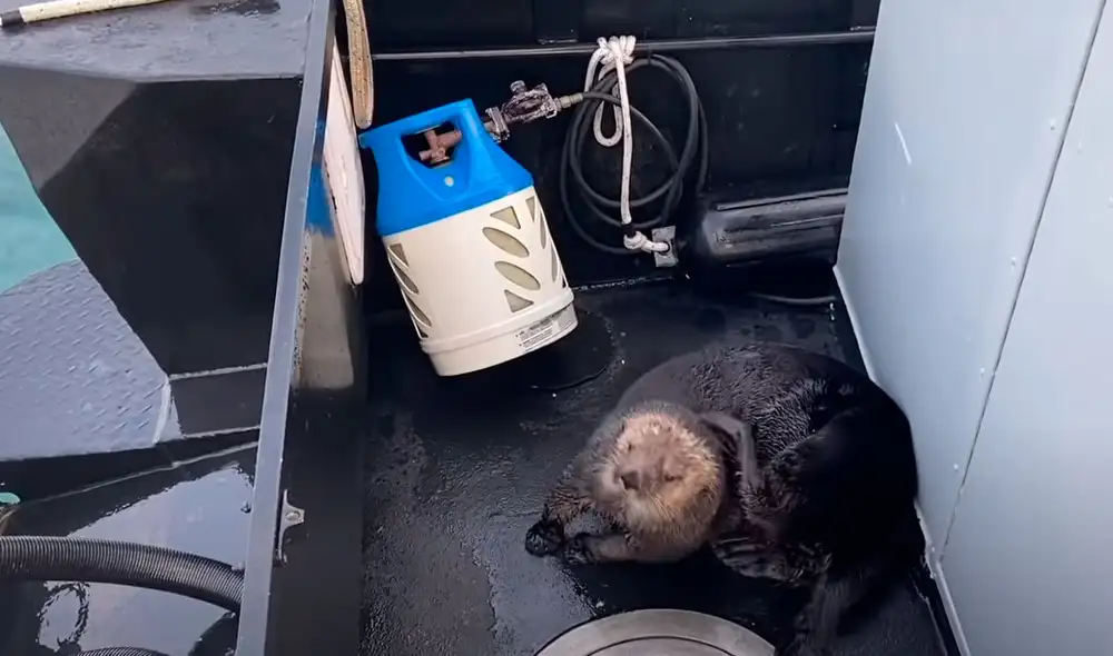 Las imágenes registran el preciso momento en que la nutria escapó de la muerte. Foto: Captura/YouTube/T&T Creative Media Las imágenes registran el preciso momento en que la nutria escapó de la muerte. Foto: Captura/YouTube/T&T Creative Media