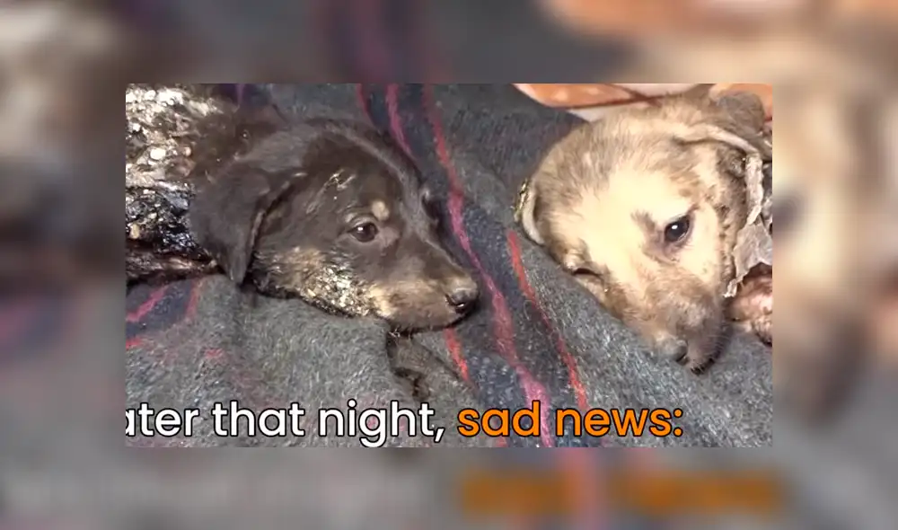 Desliza hacia la izquierda para ver el radical cambio de aspecto de un perro callejero que se volvió viral en Facebook.