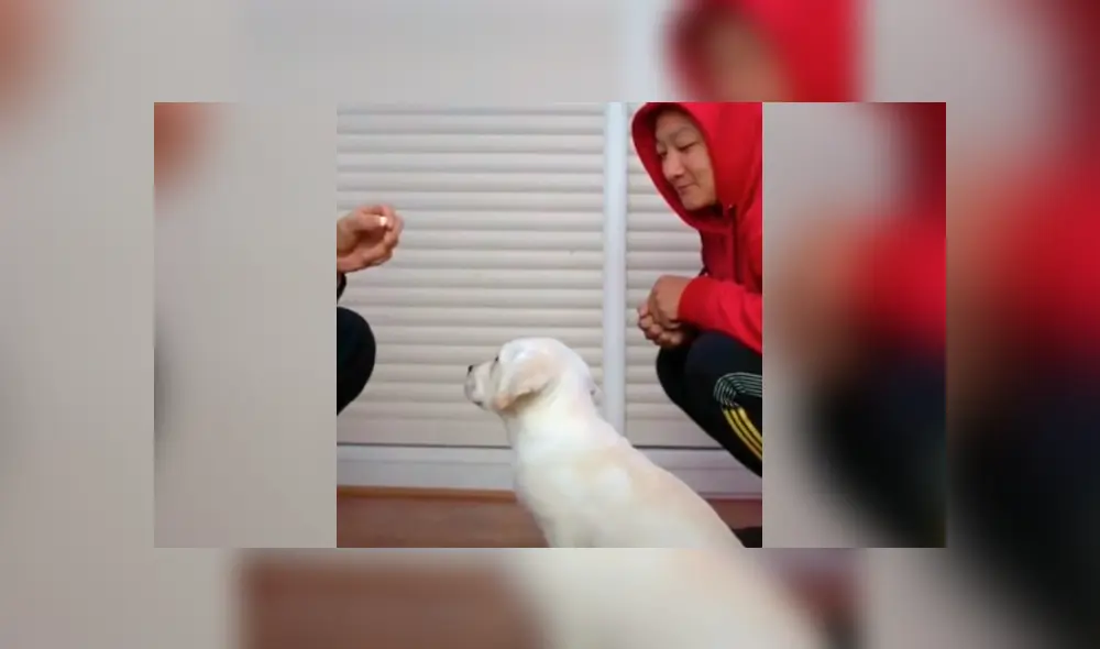 Desliza la imagen compartida para verlas todas. Foto: lingz.pets/TikTok Desliza la imagen compartida para verlas todas. Foto: lingz.pets/TikTok