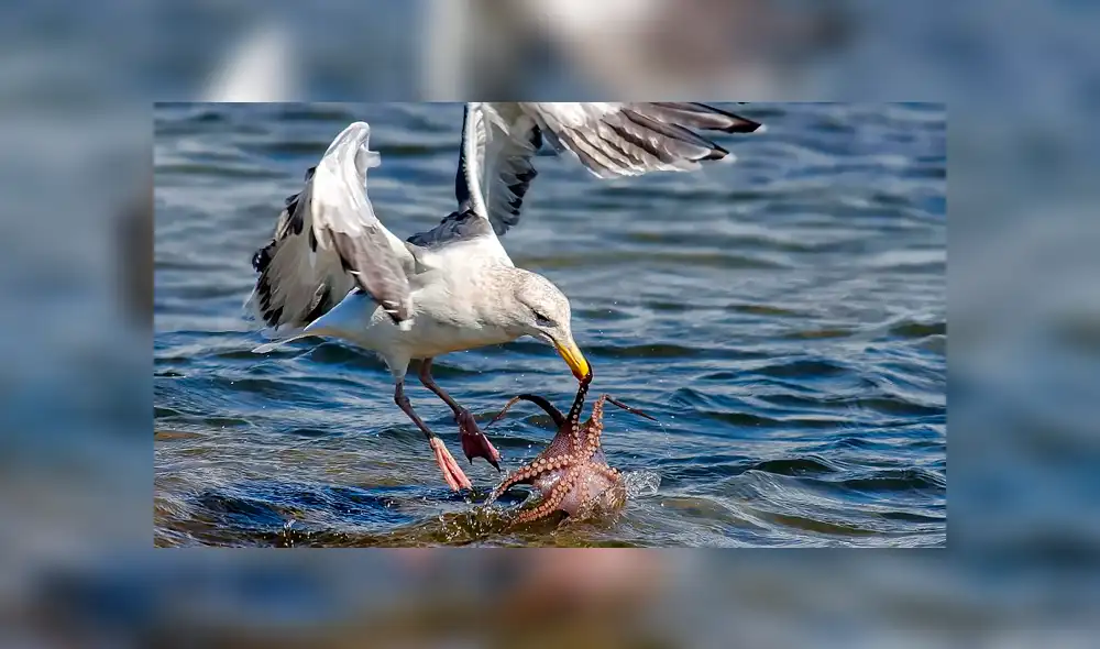 YouTube viral: enorme pulpo usa sus tentáculos para devorar a gaviota y bañista salva la vida del ave [VIDEO]