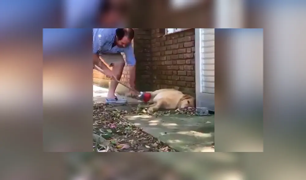 Desliza las fotografías para ver la increíble ‘travesura’ que hizo un perro para impedir que su dueño limpie la casa. Foto: Captura. Desliza las fotografías para ver la increíble ‘travesura’ que hizo un perro para impedir que su dueño limpie la casa. Foto: Captura.
