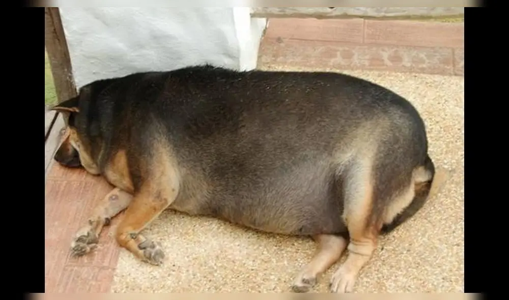 Pancho Cavero reveló que está al cuidado de 'Perrovaca' [FOTOS] 