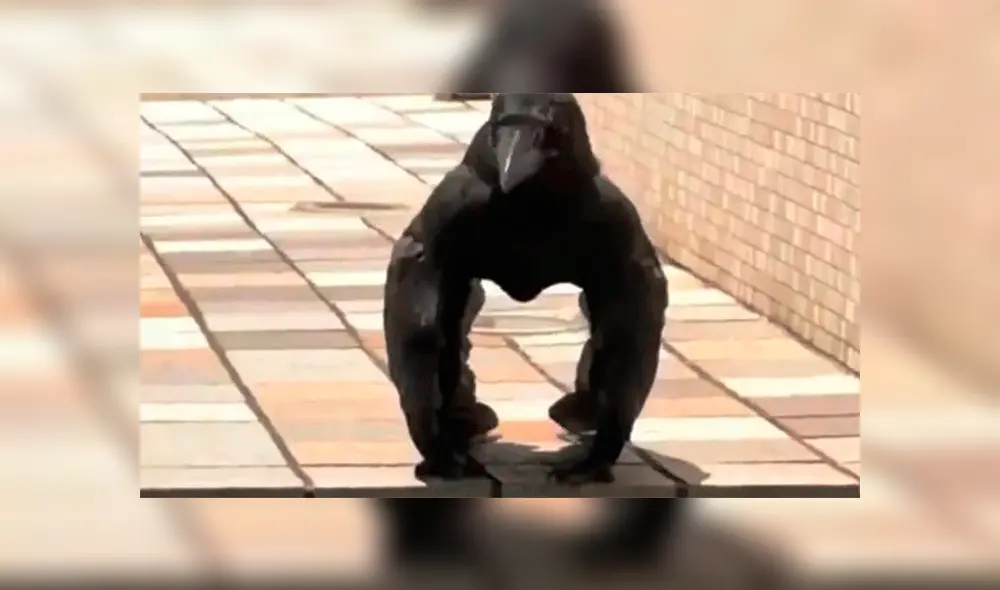 En YouTube, se muestra un video viral sobre una insólita criatura que presuntamente es la unión de un cuervo y gorila. En YouTube, se muestra un video viral sobre una insólita criatura que presuntamente es la unión de un cuervo y gorila.