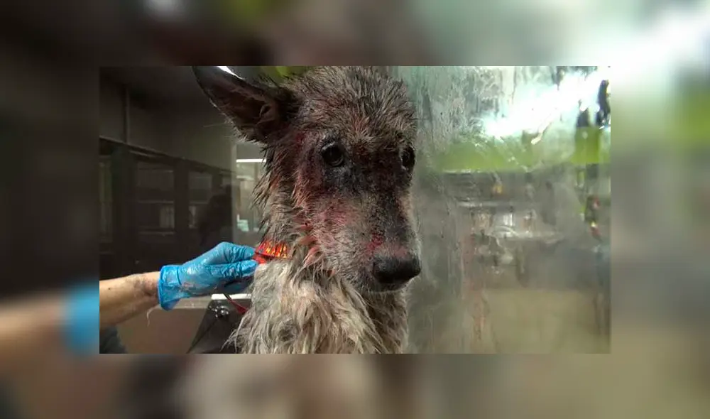 Desliza para ver las fotos de este perro que enamoró a todos en Facebook. Foto: Captura. Desliza para ver las fotos de este perro que enamoró a todos en Facebook. Foto: Captura.