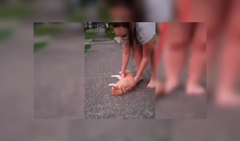 Vía YouTube. Joven sacó a su felino para dar una caminata atado a una correa, sin imaginar la insólita conducta que tendría este al negarse a caminar Vía YouTube. Joven sacó a su felino para dar una caminata atado a una correa, sin imaginar la insólita conducta que tendría este al negarse a caminar