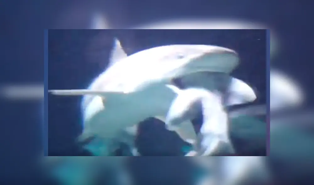 Video es viral en Facebook. Encargados del zoológico donde captaron el insólito suceso señalaron que ambos escualos habían coexistido en armonía durante varios años Video es viral en Facebook. Encargados del zoológico donde captaron el insólito suceso señalaron que ambos escualos habían coexistido en armonía durante varios años