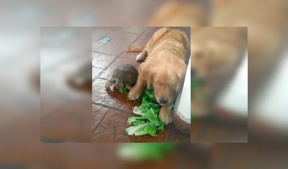 Facebook viral: perro se hace amigo de tortuga y aprende a comer lechuga [VIDEO]