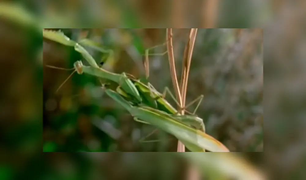 Desliza para ver detalles de este escalofriante viral de YouTube. Foto: Captura.