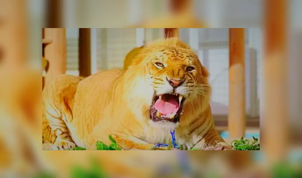 Desliza para conocer al tigón, el felino híbrido que asombró a todos en YouTube. Foto: Captura.