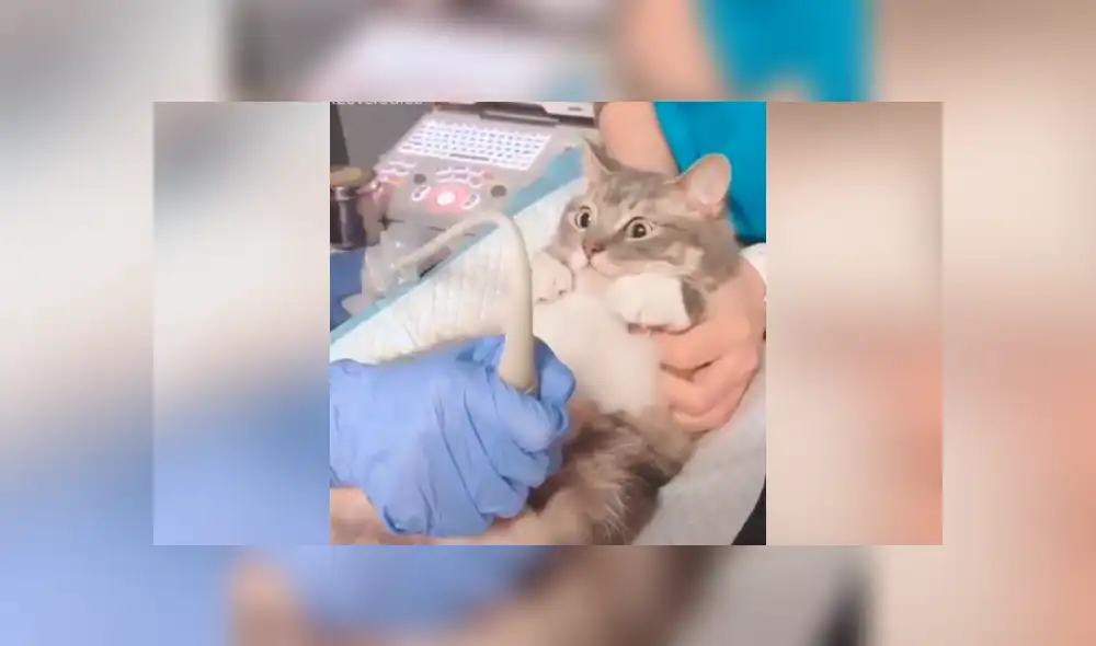 YouTube viral: Gata mira ultrasonido de su cría y sorprende su reacción al verlas [VIDEO]