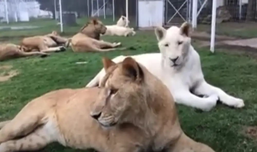 Desliza hacia la izquierda para ver las imágenes del video viral. Foto: Captura de Facebook.