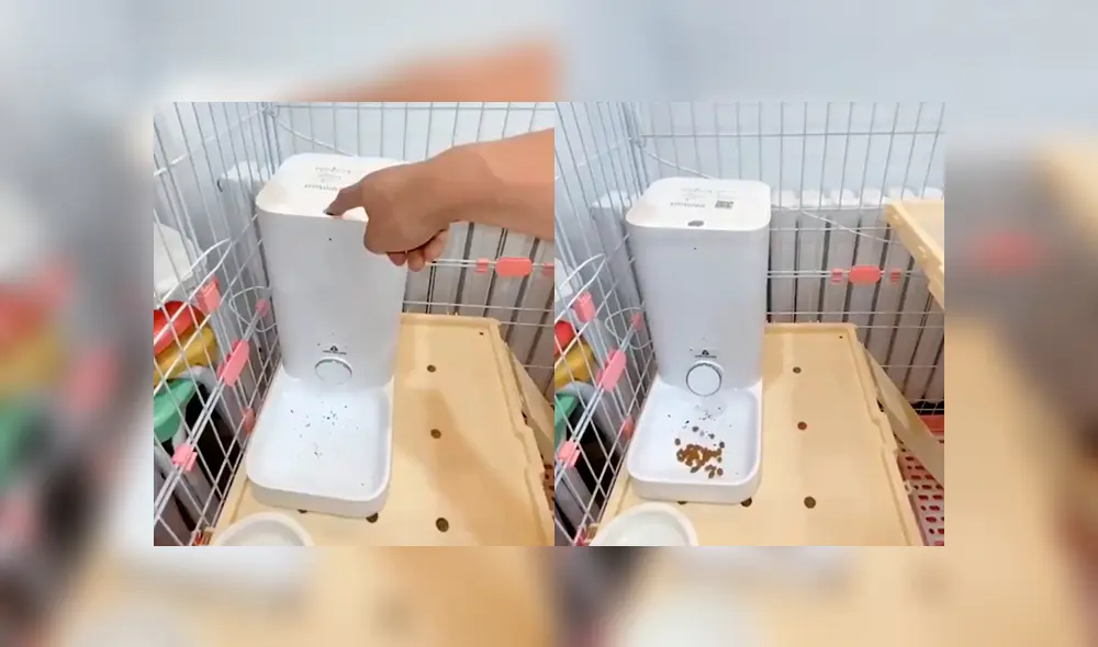 Desliza a la izquierda para ver al felino que ha cautivado a los usuarios de Facebook. Foto: Captura.