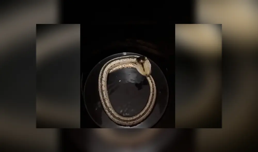 Mujer escucha misteriosos sonidos dentro de bidón de agua, lo revisa y descubre letal criatura. Mujer escucha misteriosos sonidos dentro de bidón de agua, lo revisa y descubre letal criatura.