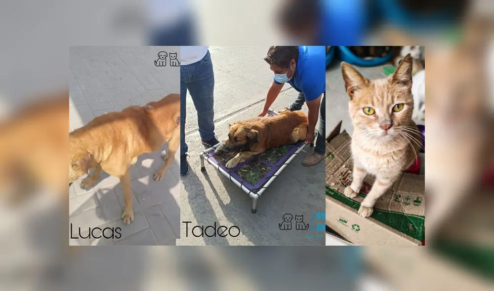 Heridos, atropellados afectados por los gases lacrimógenos. Así fueron hallados varios animales durante las marchas contra el régimen de Manuel Merino. Foto: Composición Heridos, atropellados afectados por los gases lacrimógenos. Así fueron hallados varios animales durante las marchas contra el régimen de Manuel Merino. Foto: Composición
