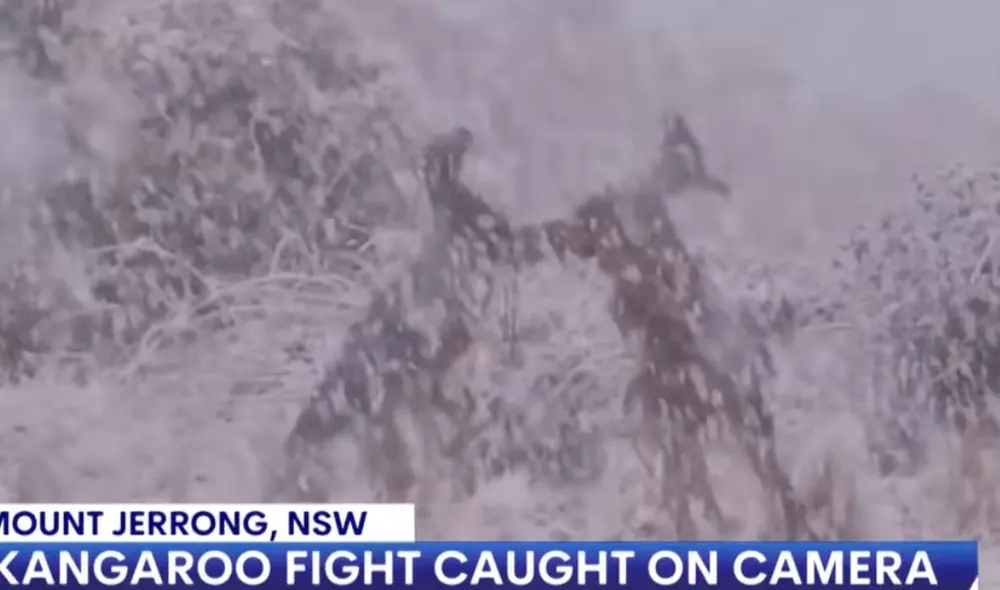 Los marsupiales han dado la vuelta al mundo. Foto: Captura/Facebook/7news