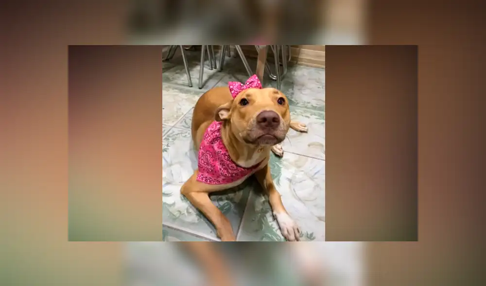 Desliza las imágenes para ver el increíble cambio que experimentó este presunto perro ‘pitbull’. Fotocapturas: Caroline Bittencourt/TikTok Desliza las imágenes para ver el increíble cambio que experimentó este presunto perro ‘pitbull’. Fotocapturas: Caroline Bittencourt/TikTok