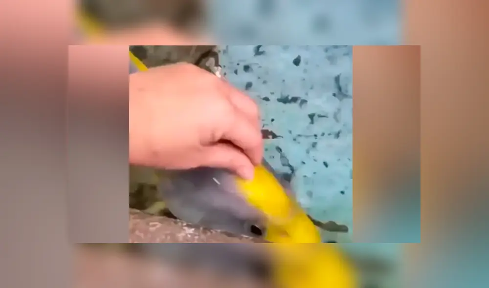 YouTube viral: hombre acaricia a extraño pez y este enternece al comportarse como una ‘mascota’
