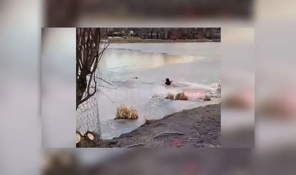 Desliza para enterarte de la valiente hazaña de una mujer que vio que su perro se ahoga en estanque congelado. Foto: Captura Desliza para enterarte de la valiente hazaña de una mujer que vio que su perro se ahoga en estanque congelado. Foto: Captura