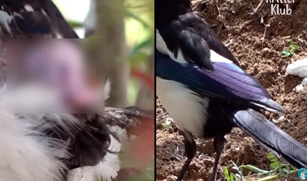 YouTube - animales  - viral