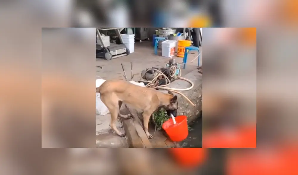 Desliza las imágenes hacia la izquierda para observa la generosa acción de un perro para apoyar a su amo. Foto: Captura.