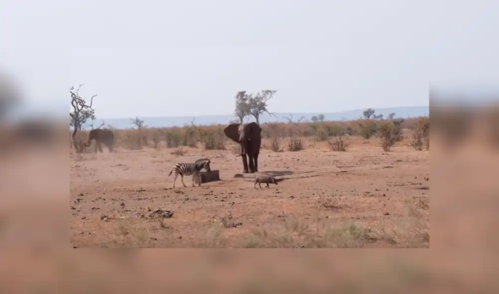 Desliza hacia la izquierda para ver las tierna escena de un elefante protegiendo a un jabalí bebé. Video viral de Facebook. Desliza hacia la izquierda para ver las tierna escena de un elefante protegiendo a un jabalí bebé. Video viral de Facebook.
