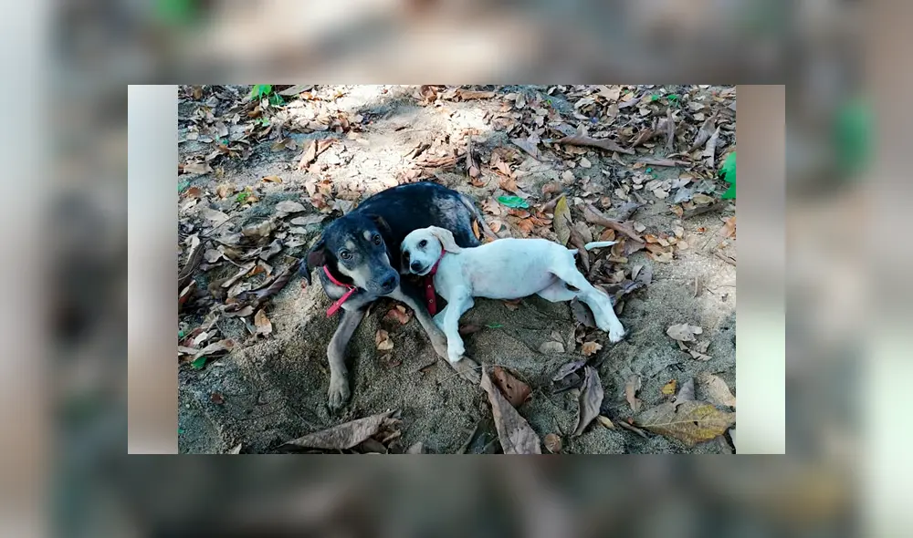 Desliza para ver el aspecto actual de este perro que se volvió 'famoso' en Facebook. Foto: Captura. Desliza para ver el aspecto actual de este perro que se volvió 'famoso' en Facebook. Foto: Captura.