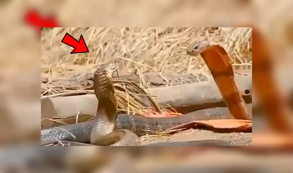Facebook viral: peligrosas serpientes inician lucha y sucede algo increíble [VIDEO] 