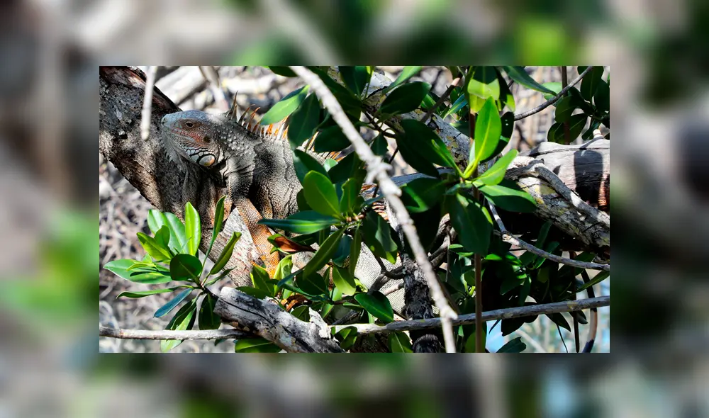 Iguana Iguana