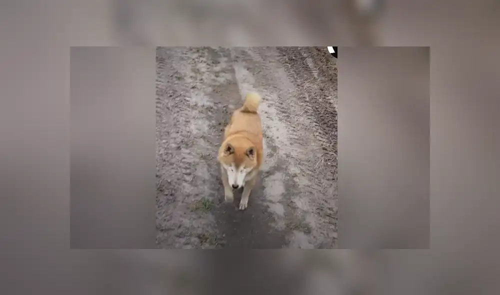 La perrita quedó ciega por un glaucoma en los ojos y su dueño la ayudó a recuperar su confianza para excurisonar. Foto El Dodo / Facebook La perrita quedó ciega por un glaucoma en los ojos y su dueño la ayudó a recuperar su confianza para excurisonar. Foto El Dodo / Facebook