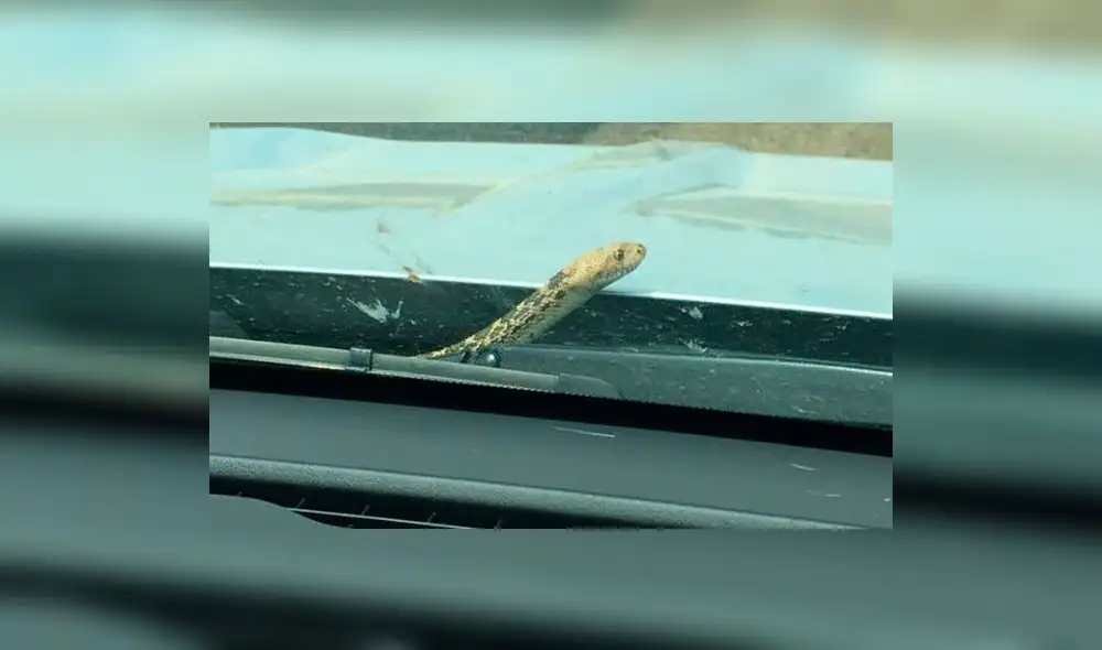Facebook: hombre encuentra una serpiente en el motor de su auto y el desenlace sorprendió a todos Facebook: hombre encuentra una serpiente en el motor de su auto y el desenlace sorprendió a todos