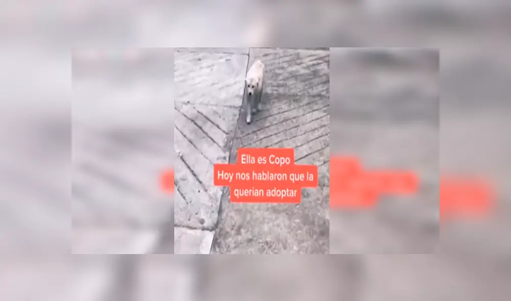 Desliza las imágenes para conocer la transformación de una perrita callejera que fue adoptada por una familia. Foto: Captura.