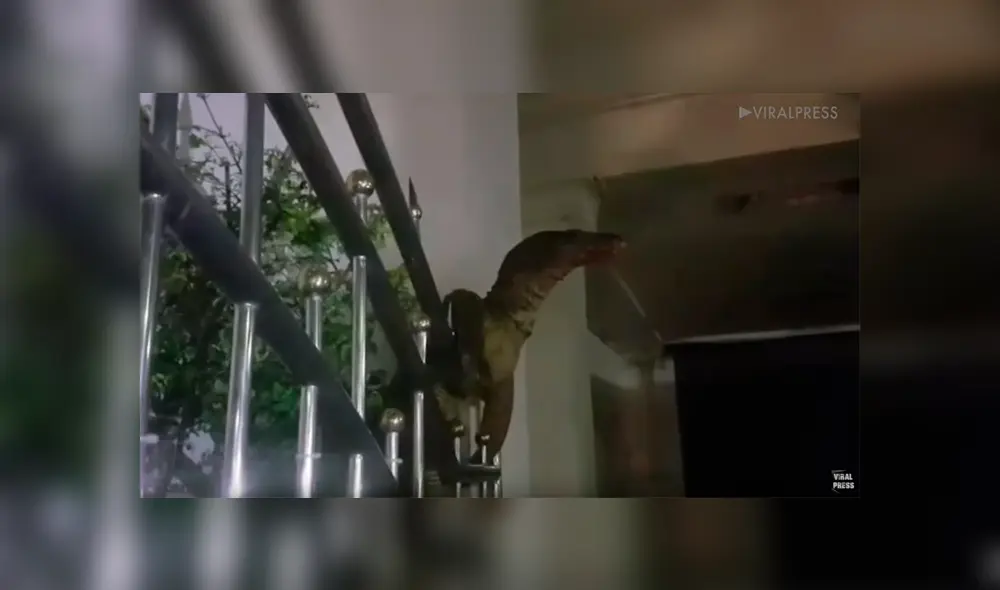 Facebook viral: hombre llega a su casa y encuentra una hambrienta criatura parada en su balcón [VIDEO] 