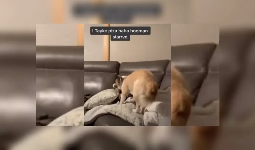 Video es viral en TikTok. El can no soportó que su dueña le negara un bocado de pizza e hizo de todo para quitárselo.