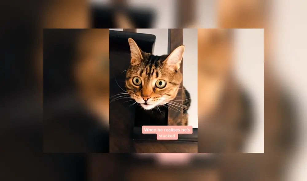 Desliza para ver todas las imágenes de Facebook. Foto: captura