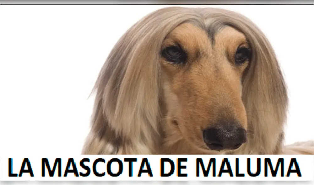 Hilarantes memes tras cambio de look de Maluma [GALERÍA]