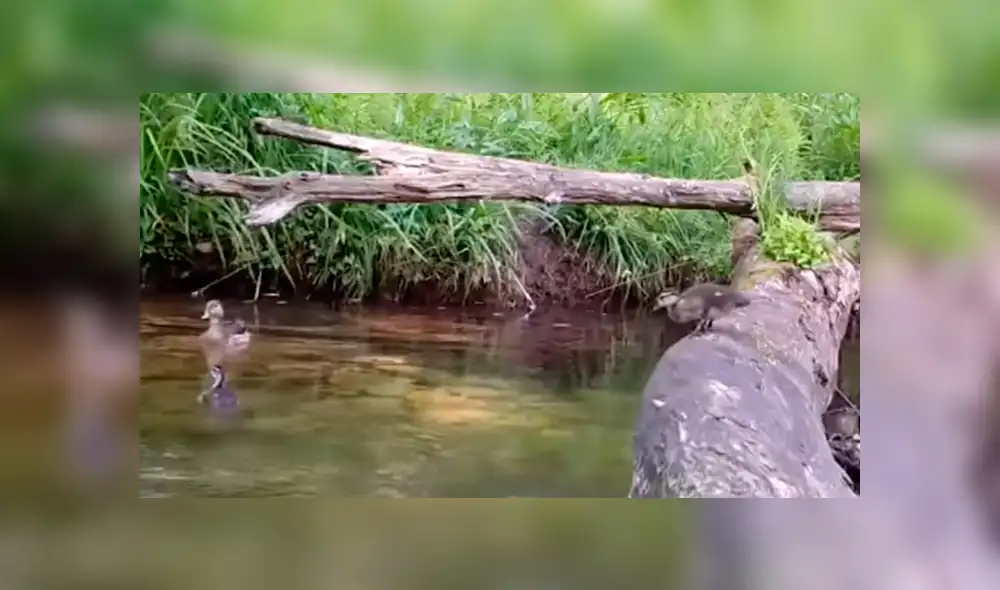 Desliza las imágenes hacia la izquierda para observar a los animales que pasean por un tronco caído en un cauce.